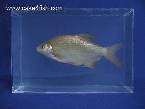 Foto Galerie/Cypriniformes/Cyprinidae/Blicca bjoerkna/Blicca bjoerkna_02_S.jpg